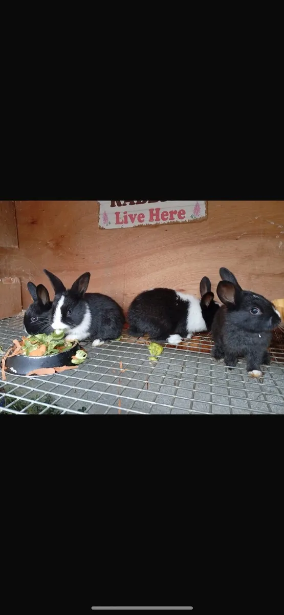 Rabbits - Image 4