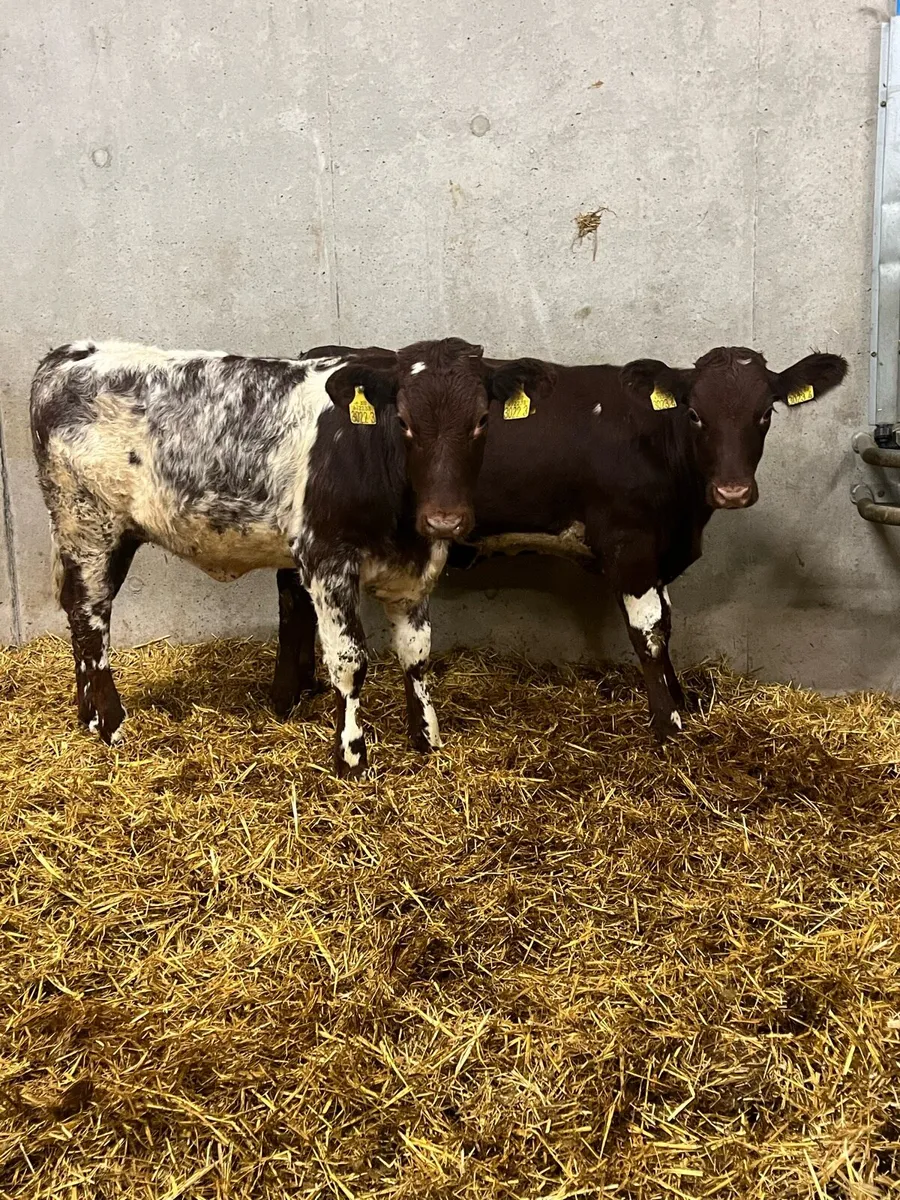 2 Beef Shorthorn Heifers - Image 1