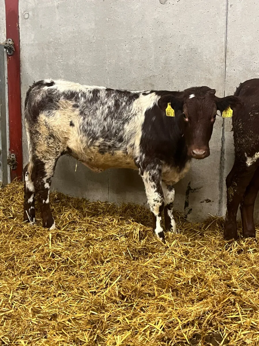 2 Beef Shorthorn Heifers - Image 2
