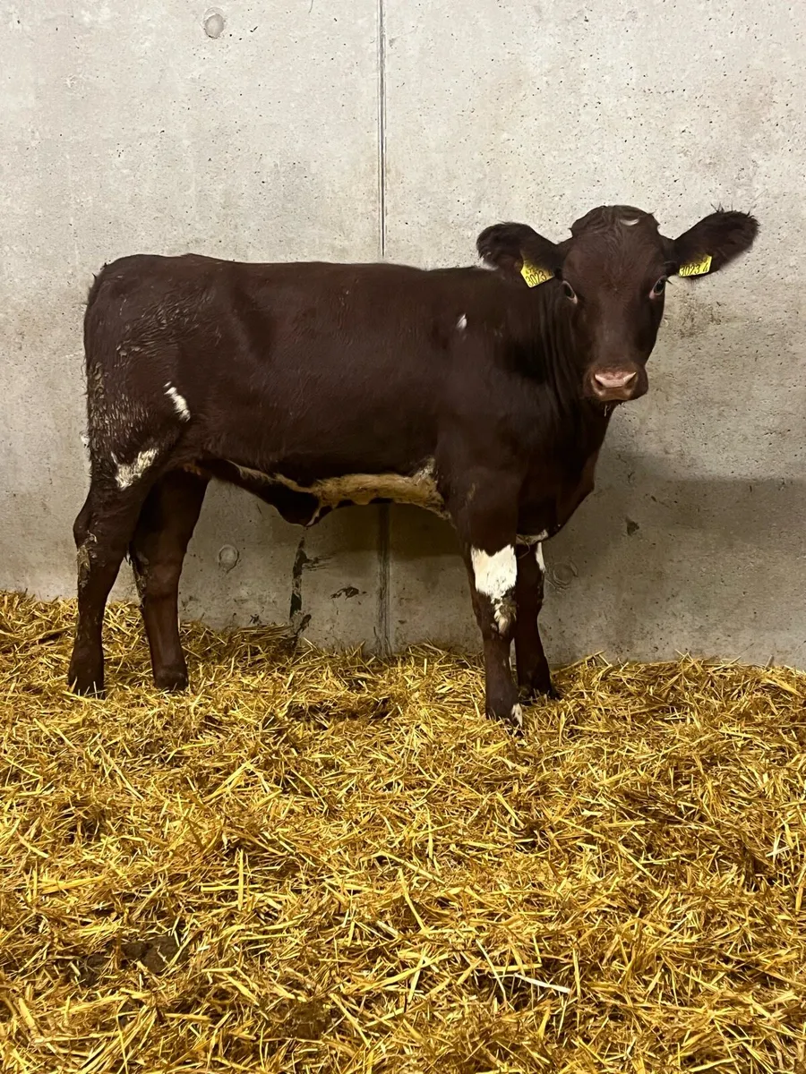 2 Beef Shorthorn Heifers - Image 3