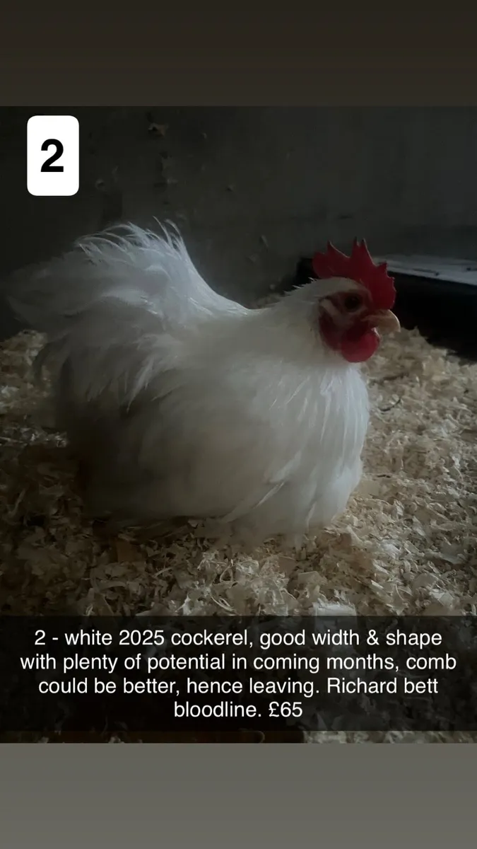 Exhibition Pekins & Call ducks - Image 2
