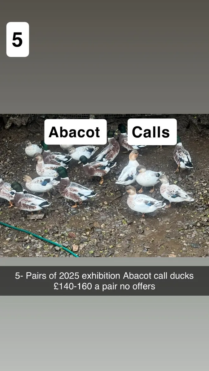 Exhibition Pekins & Call ducks - Image 4