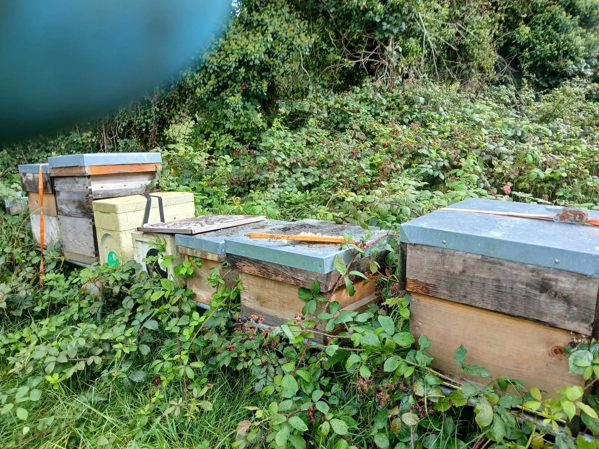 Bees - Image 1