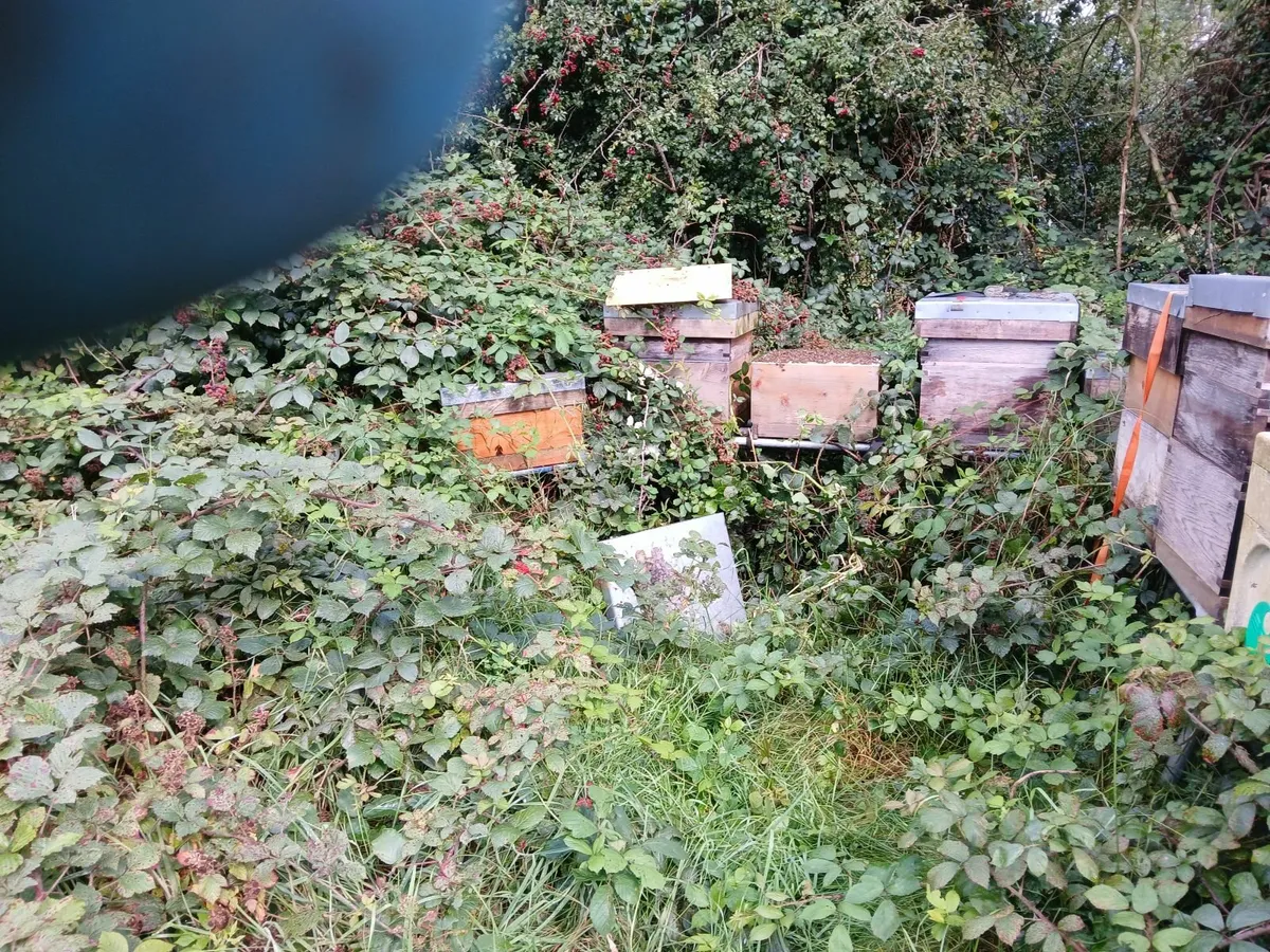 Bees - Image 2