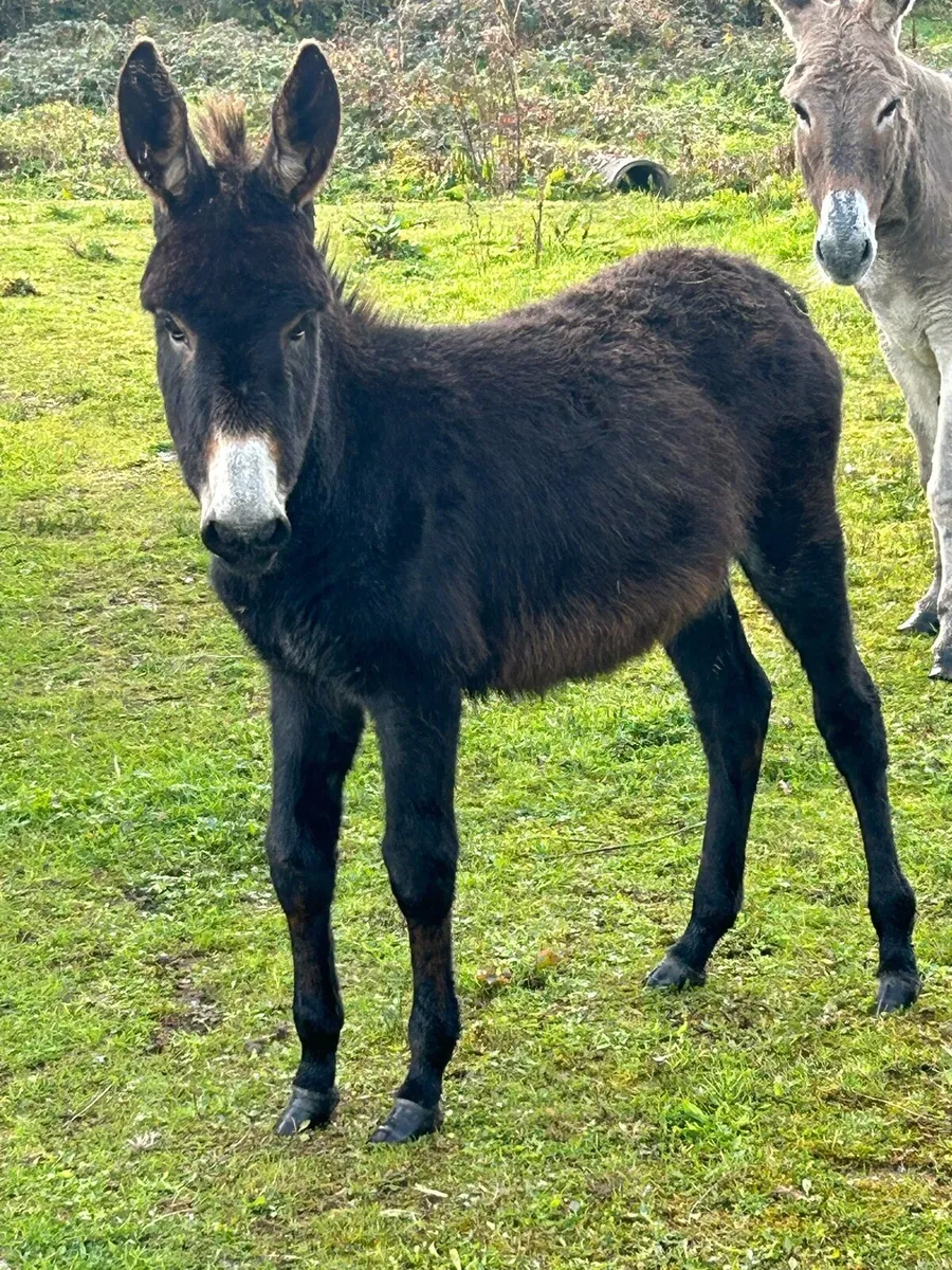 Female donkey foal. - Image 1