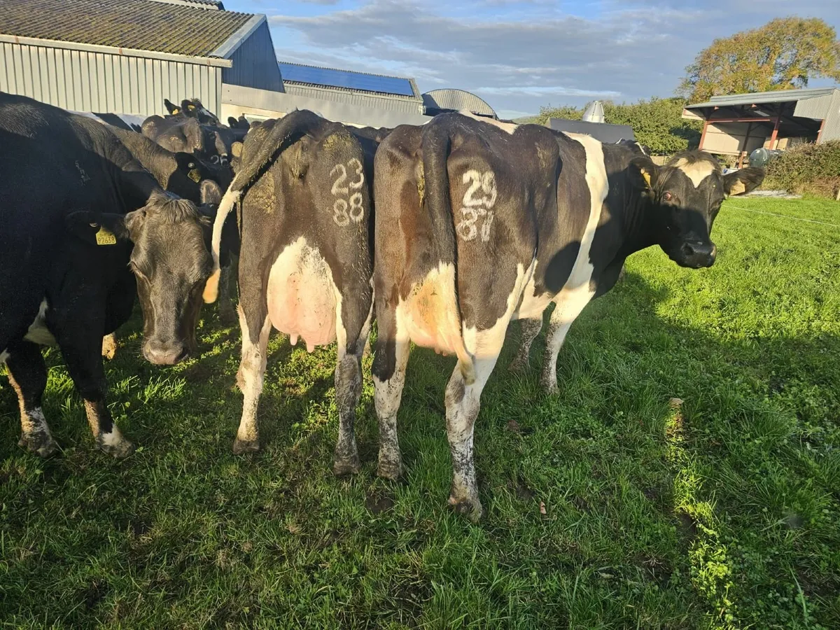 In-calf Spring calving cows - Image 3