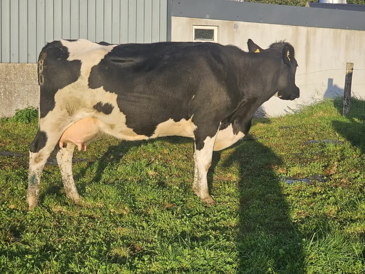 In-calf Spring calving cows - Image 4