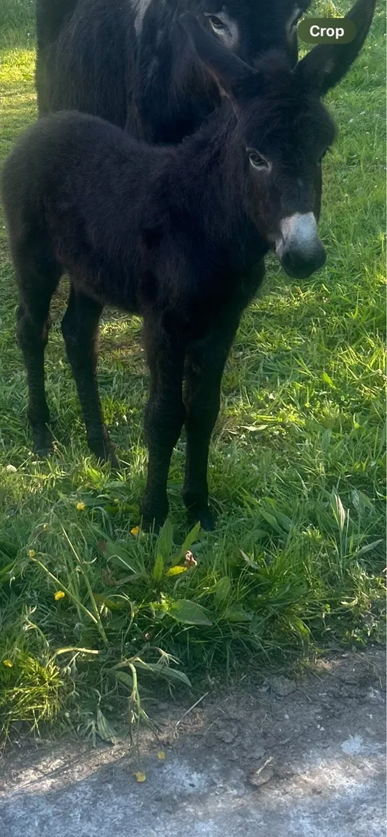 Female donkey foal. - Image 2