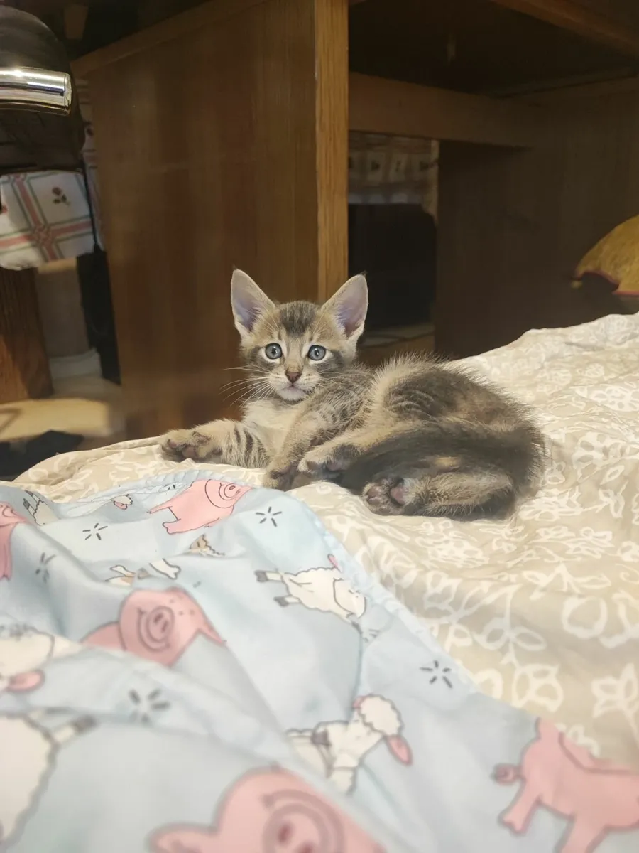 kitten - Image 4