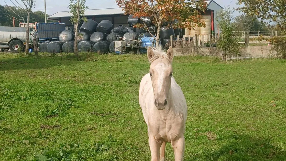 Foal - Image 1