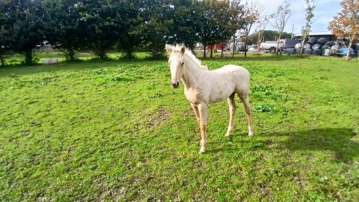 Foal - Image 2