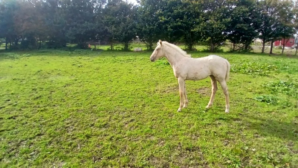 Foal - Image 3