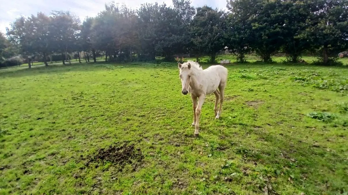 Foal - Image 4