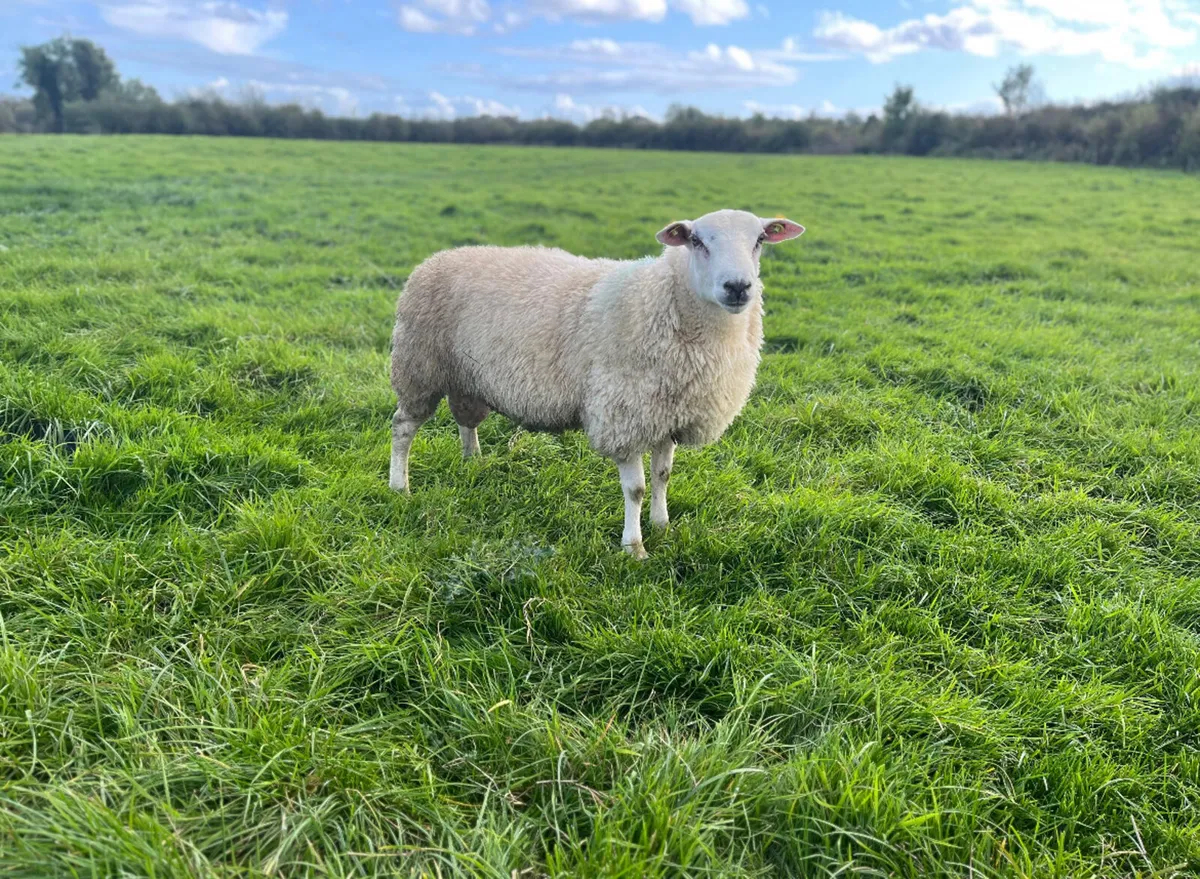 Pedigree registered Belclare ram lambs - Image 1