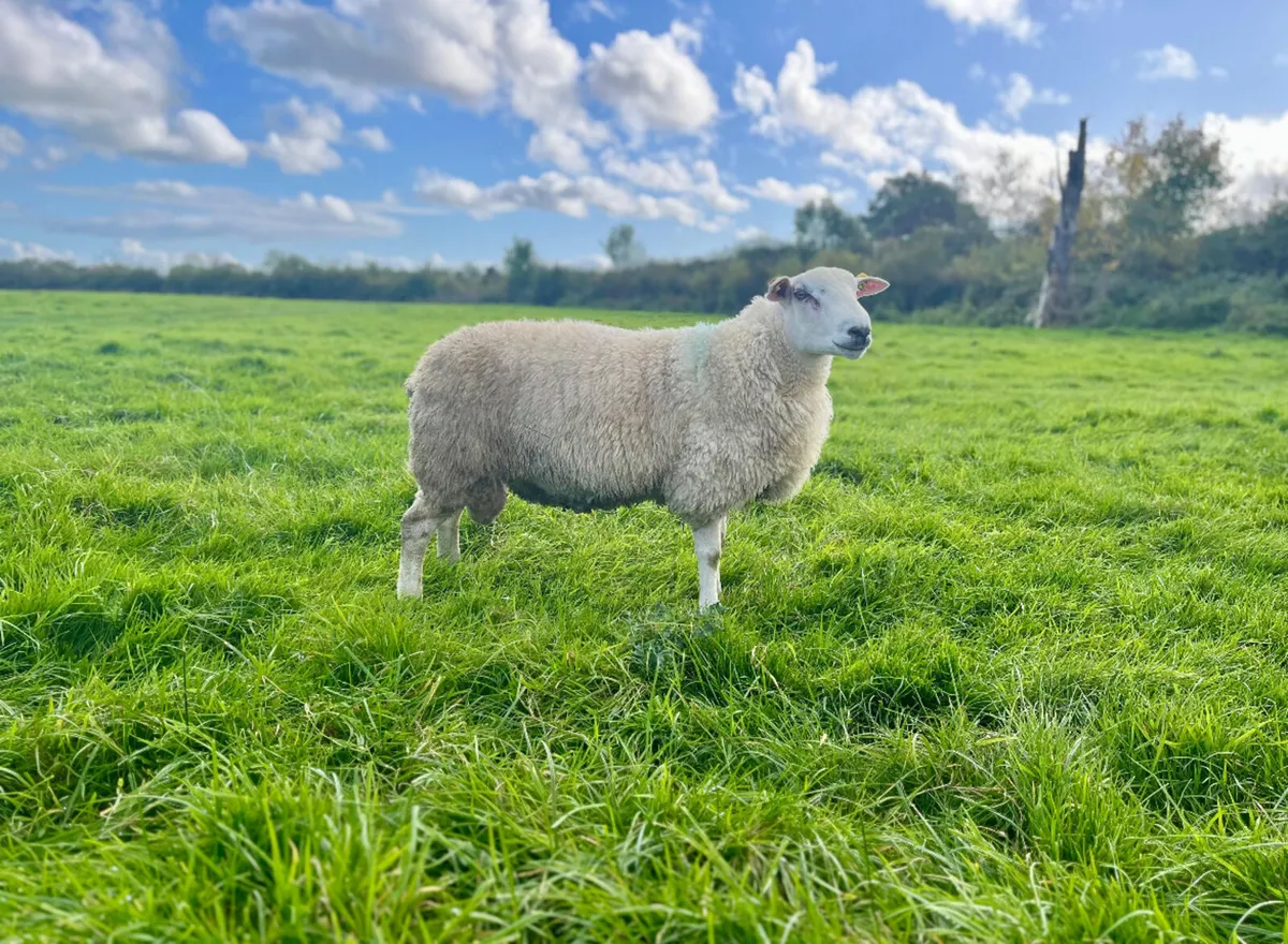Pedigree registered Belclare ram lambs - Image 2