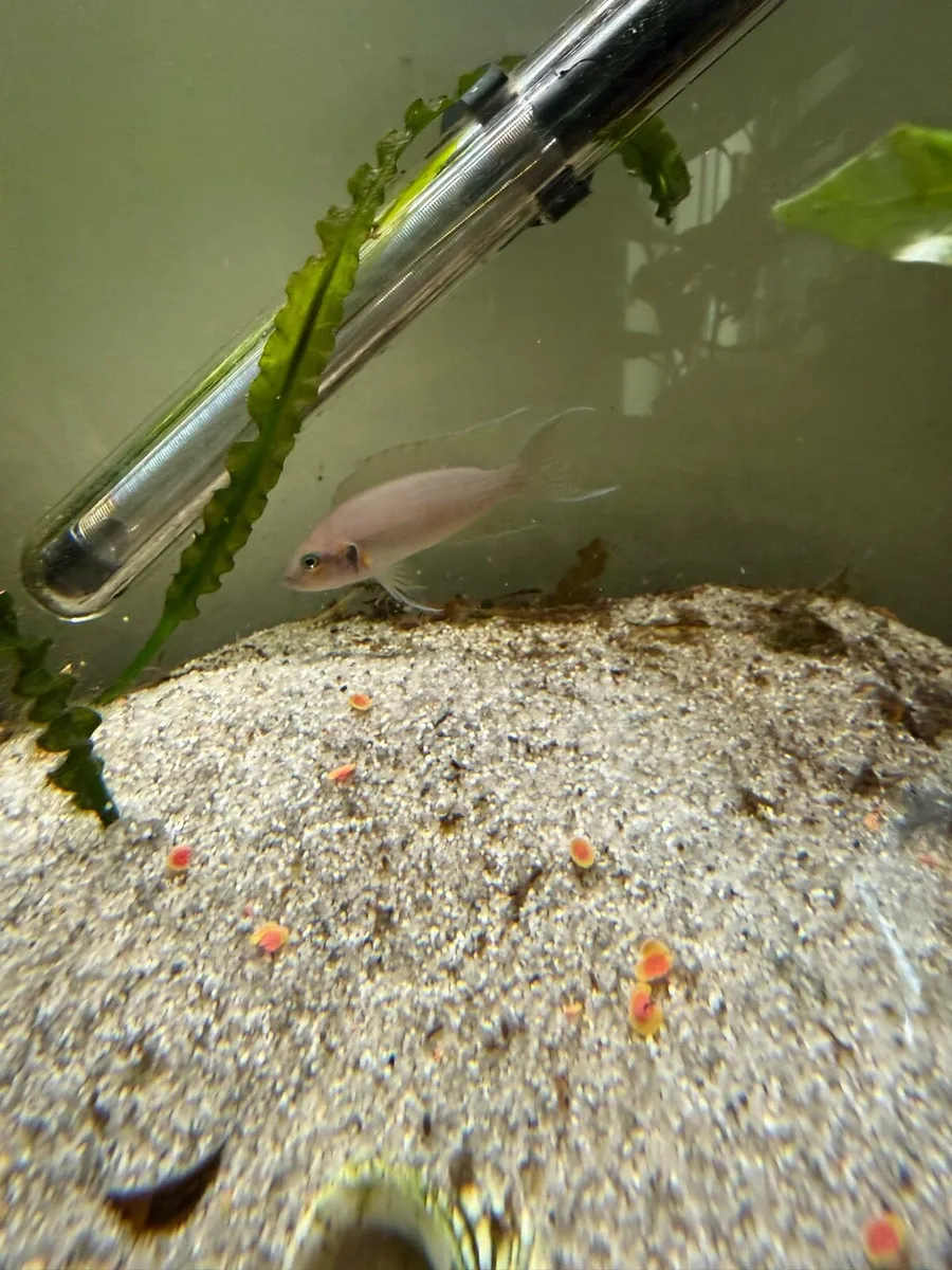 Brichardi and lelupi - Image 3