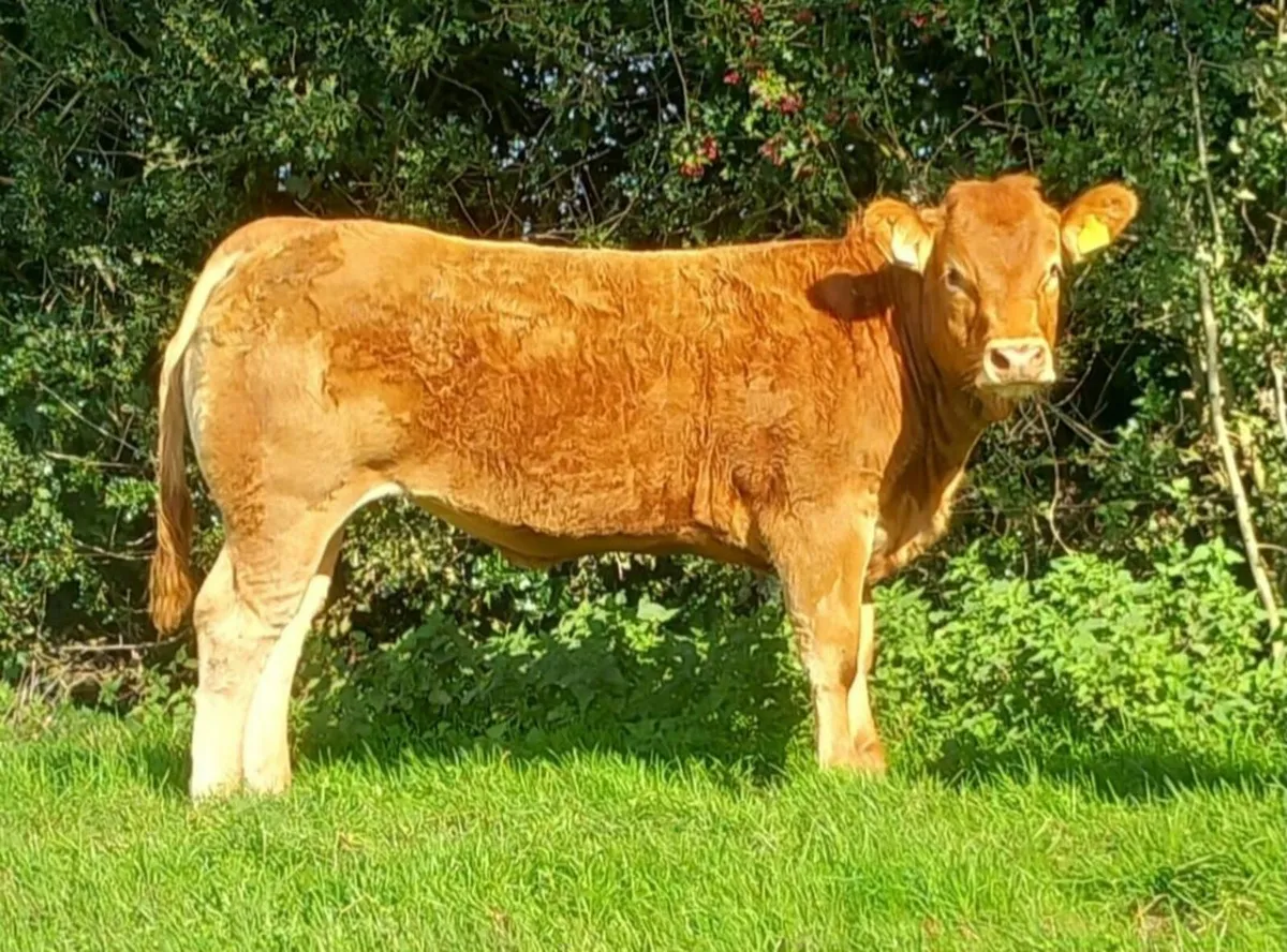 Coolrain Angus, Monagh Limousin/Charolais Sale - Image 2