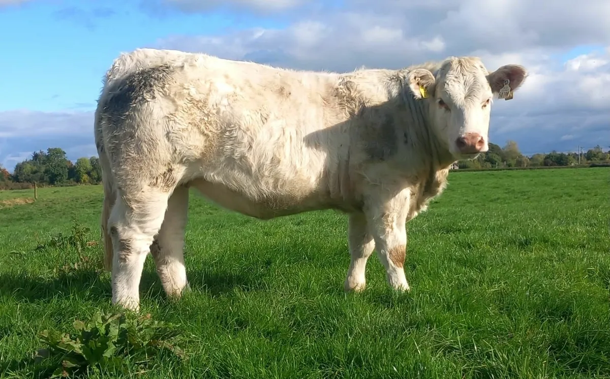 Coolrain Angus, Monagh Limousin/Charolais Sale - Image 3