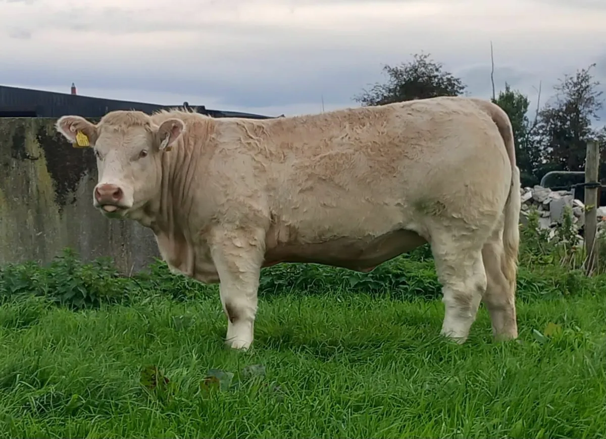 Coolrain Angus, Monagh Limousin/Charolais Sale - Image 4
