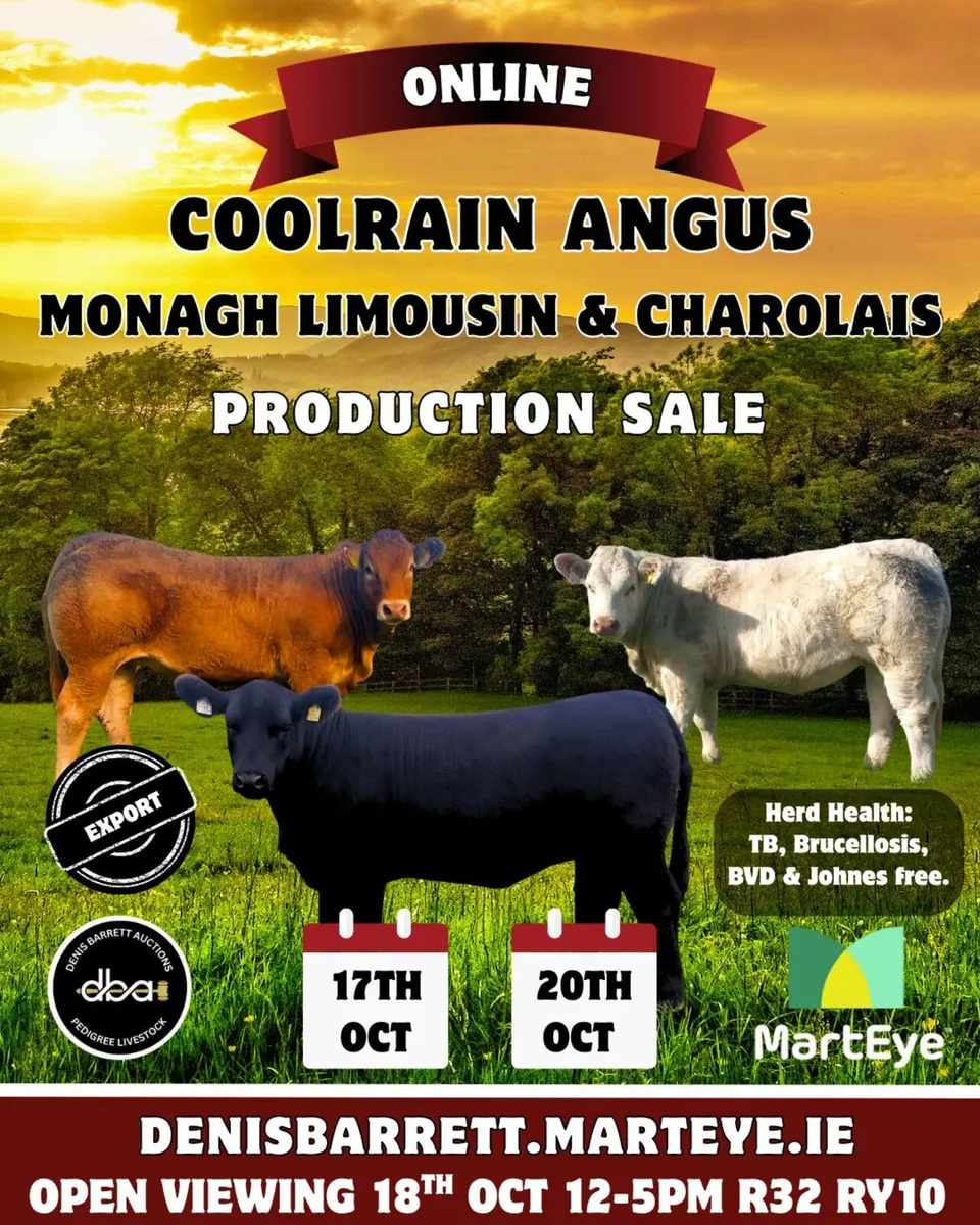 Coolrain Angus, Monagh Limousin/Charolais Sale - Image 1