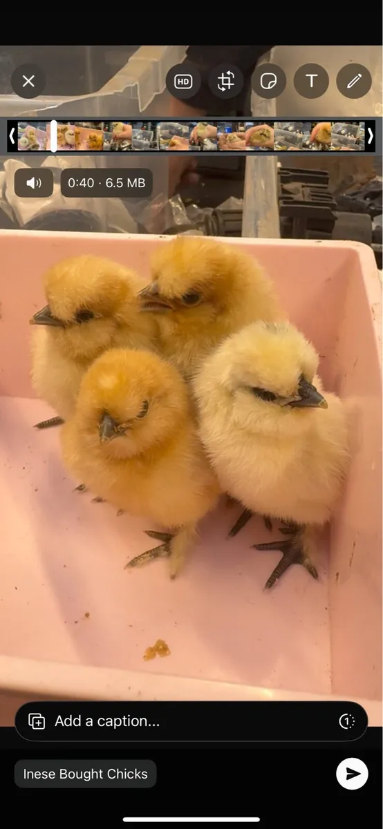 Day Old Chicks - Image 2