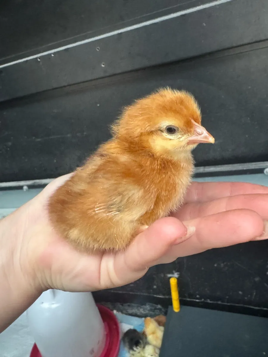 Day Old Chicks - Image 3