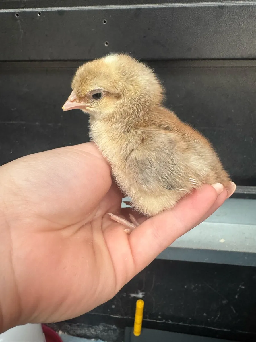 Day Old Chicks - Image 4