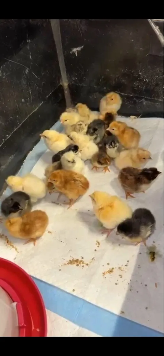 Day Old Chicks - Image 1