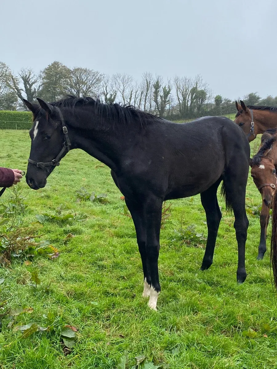 Brown Filly foal - Image 1