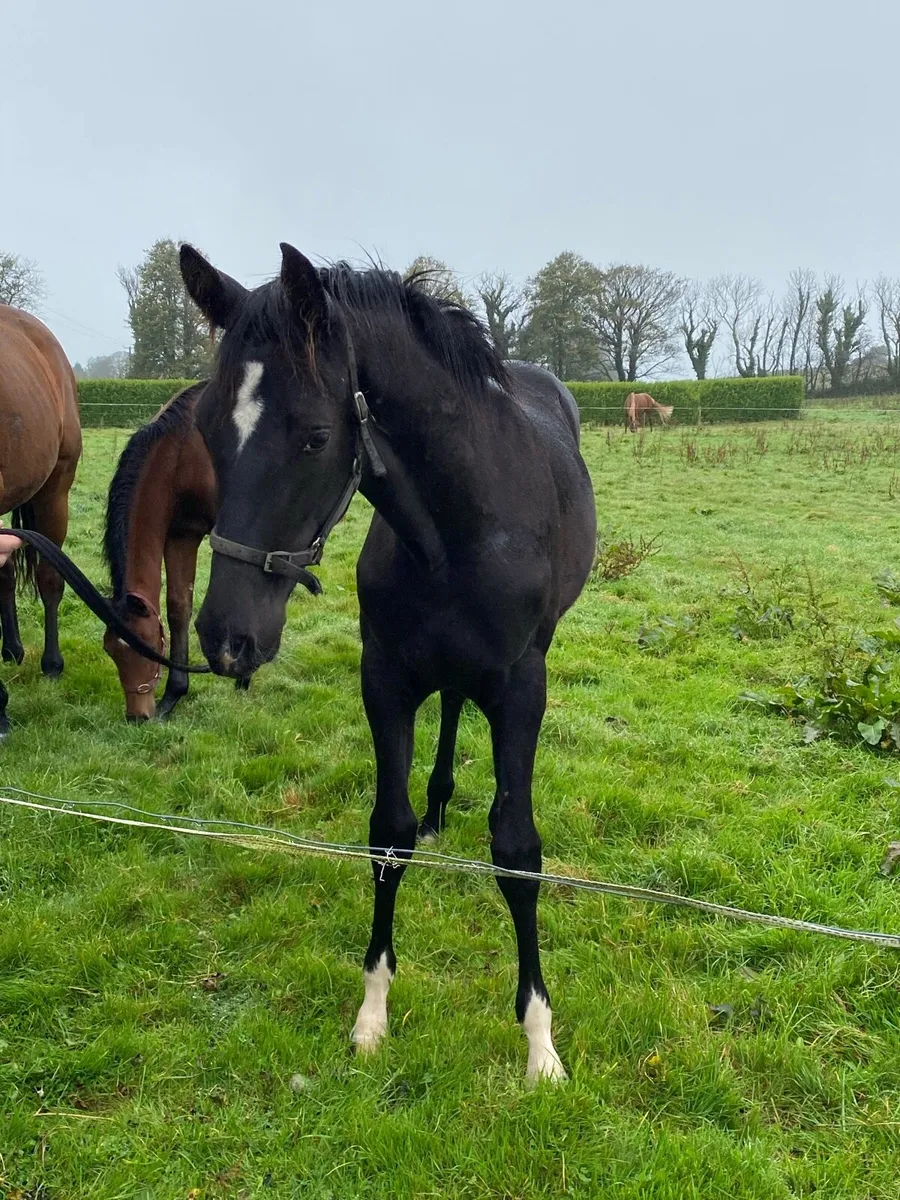 Brown Filly foal - Image 2