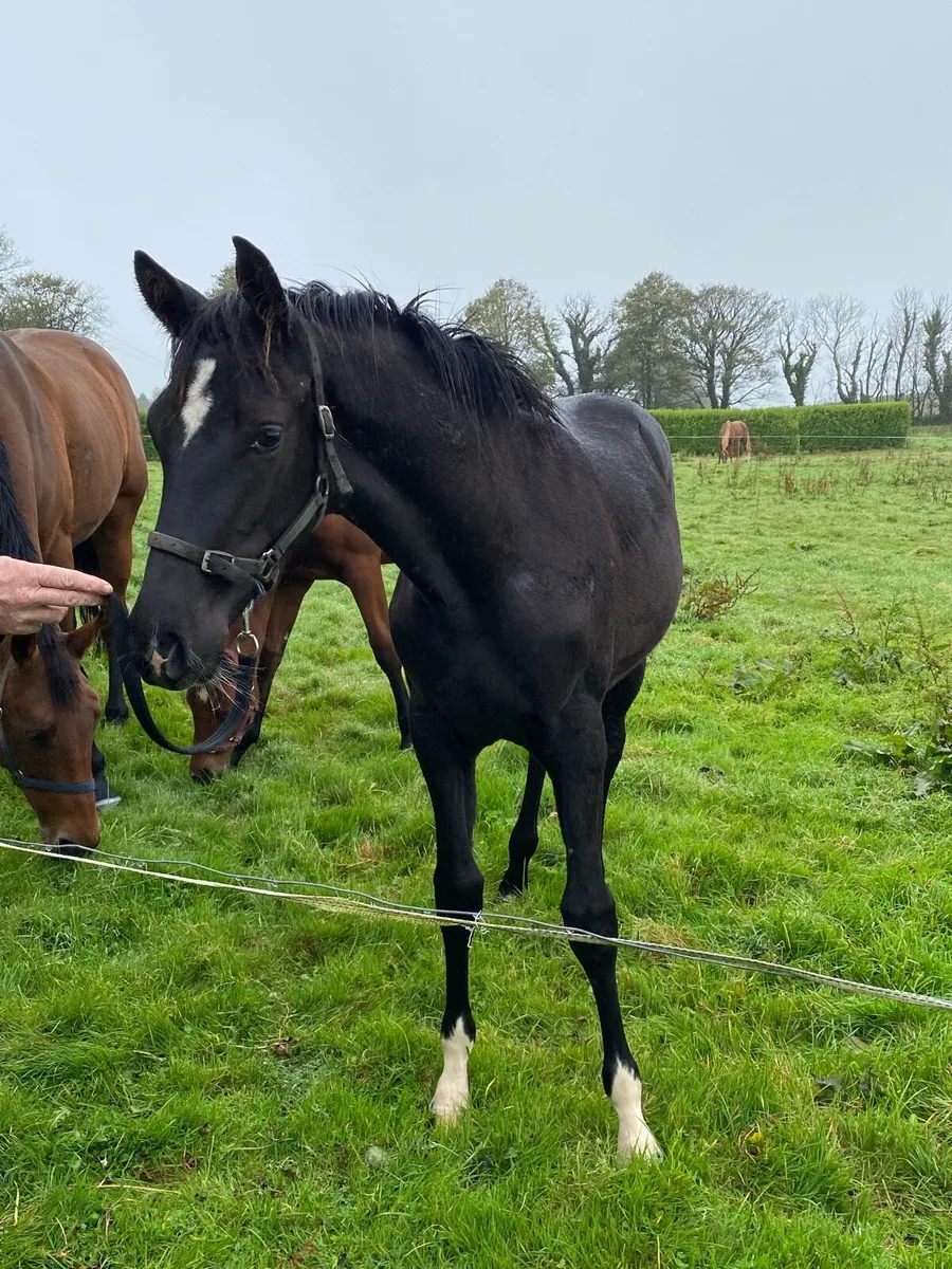 Brown Filly foal - Image 3
