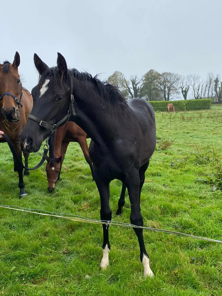 Brown Filly foal - Image 4