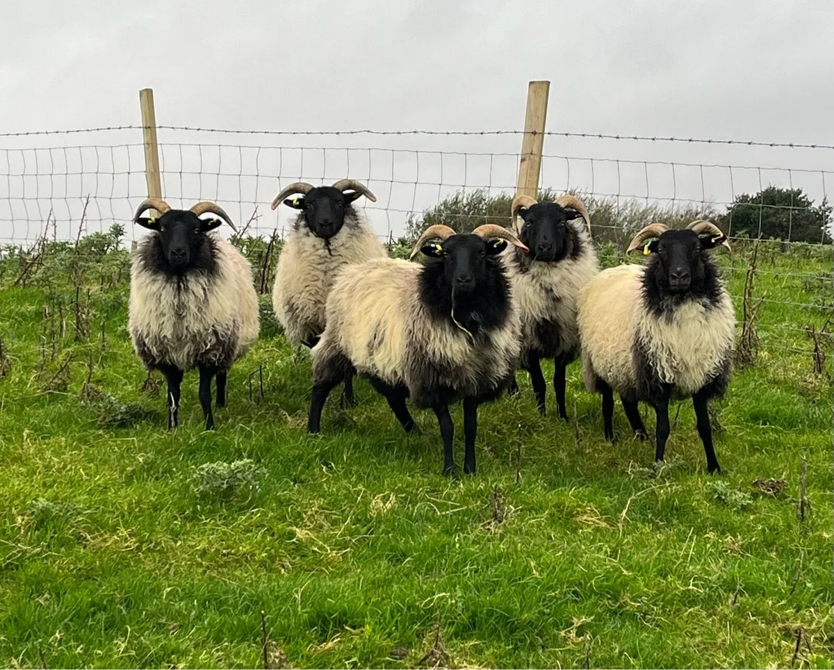 Mayo mountain hoggets - Image 1