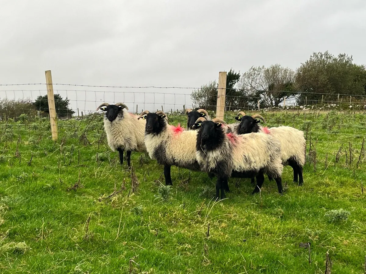 Mayo mountain hoggets - Image 2