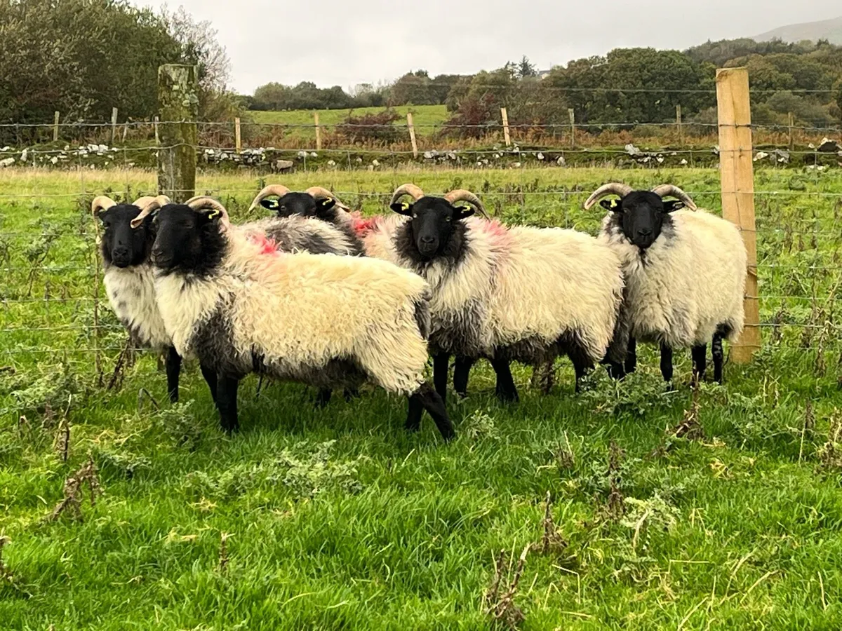 Mayo mountain hoggets - Image 3