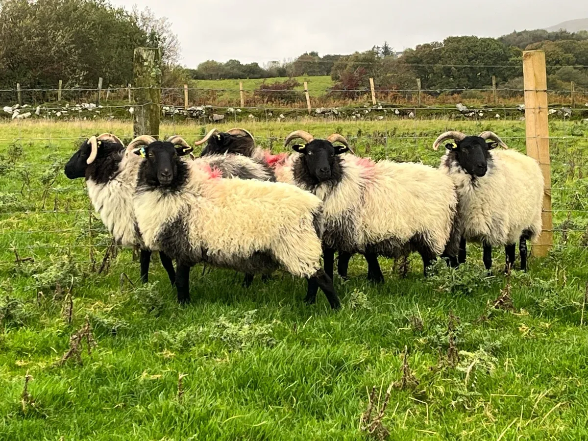 Mayo mountain hoggets - Image 4