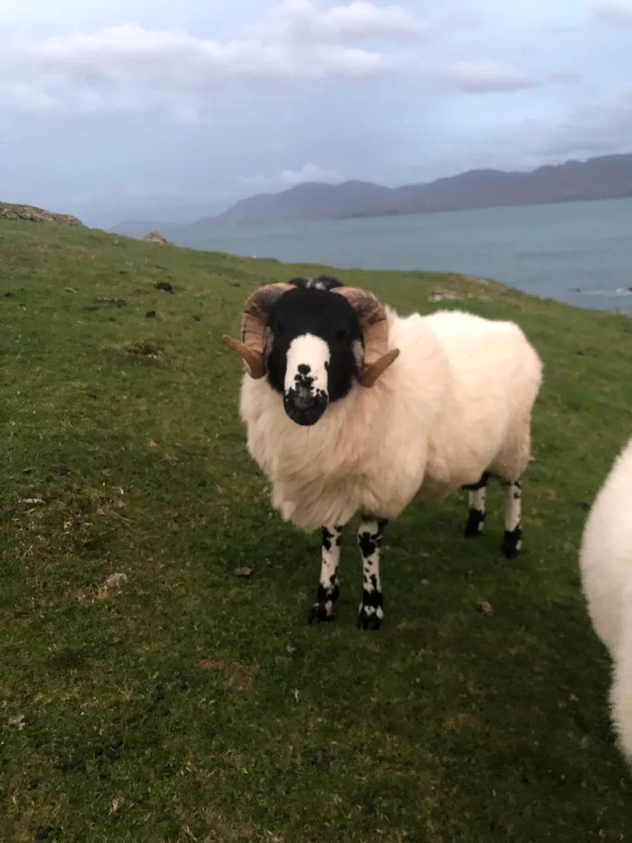 Roughfell Ram - Image 2