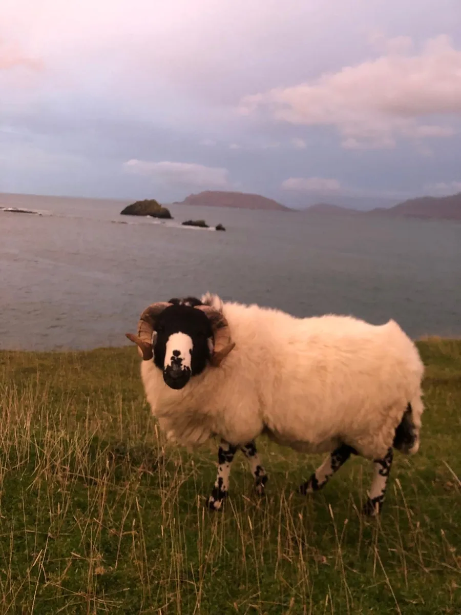 Roughfell Ram - Image 1