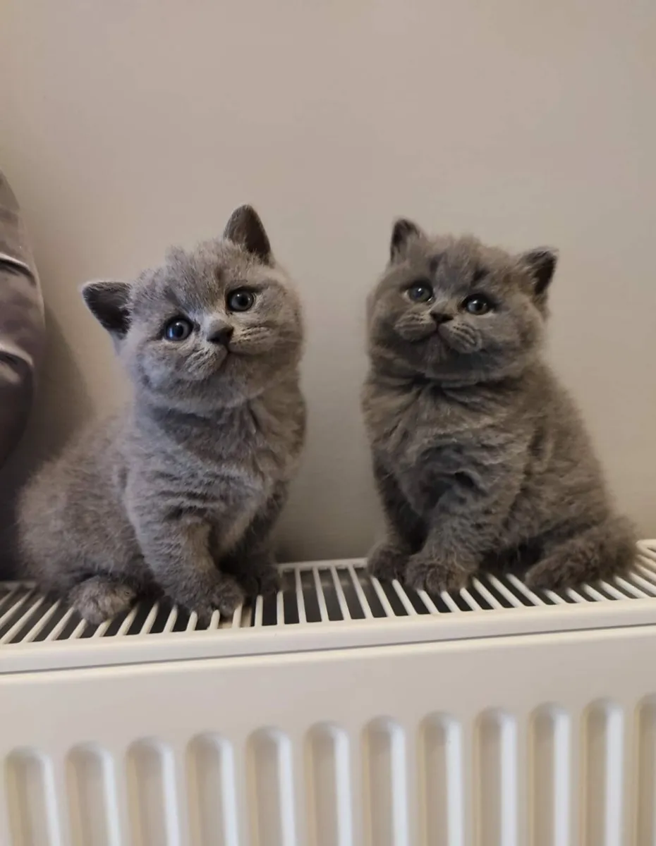 Amazing Purebred British Shorthair kittens - Image 1