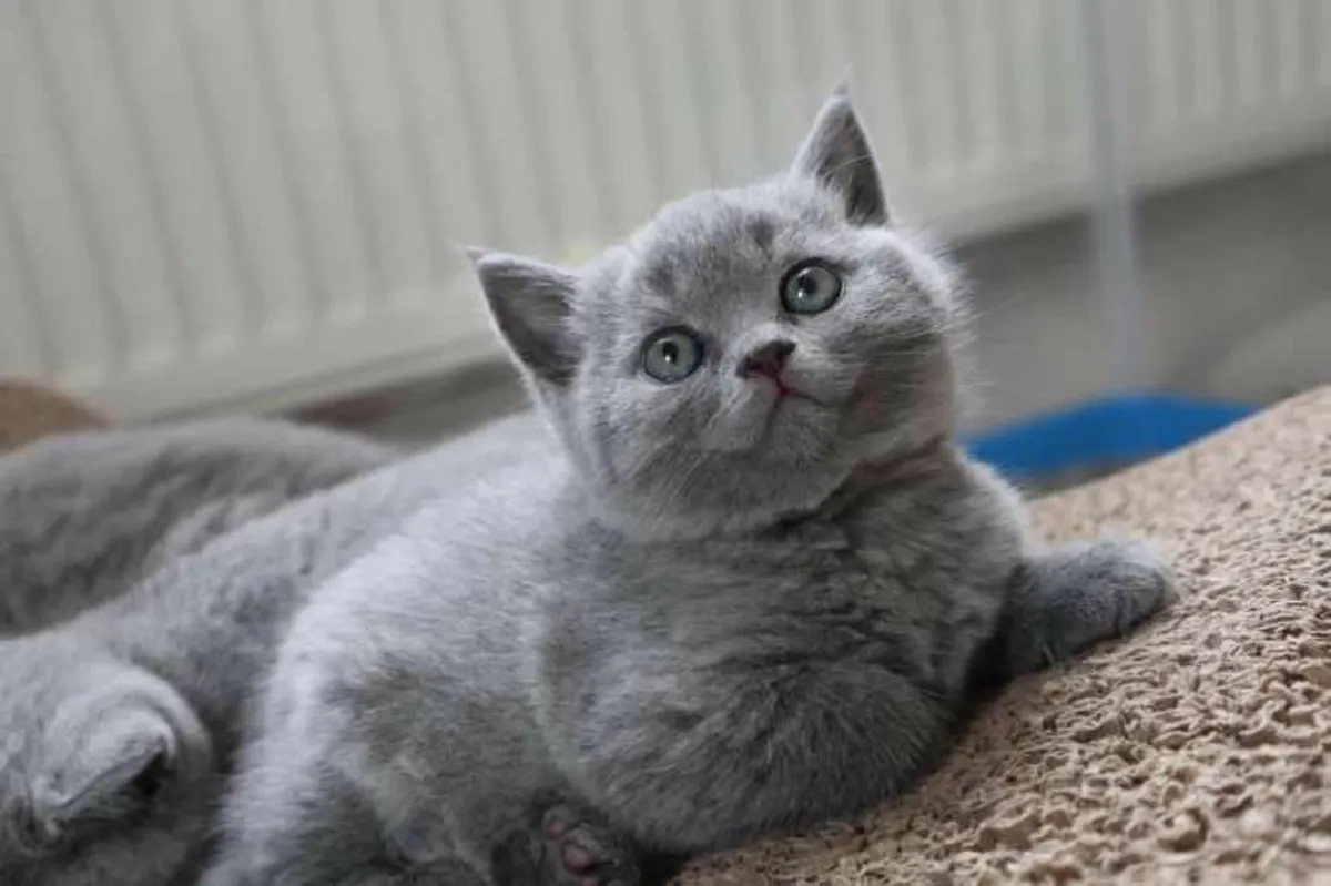 Amazing Purebred British Shorthair kittens - Image 1