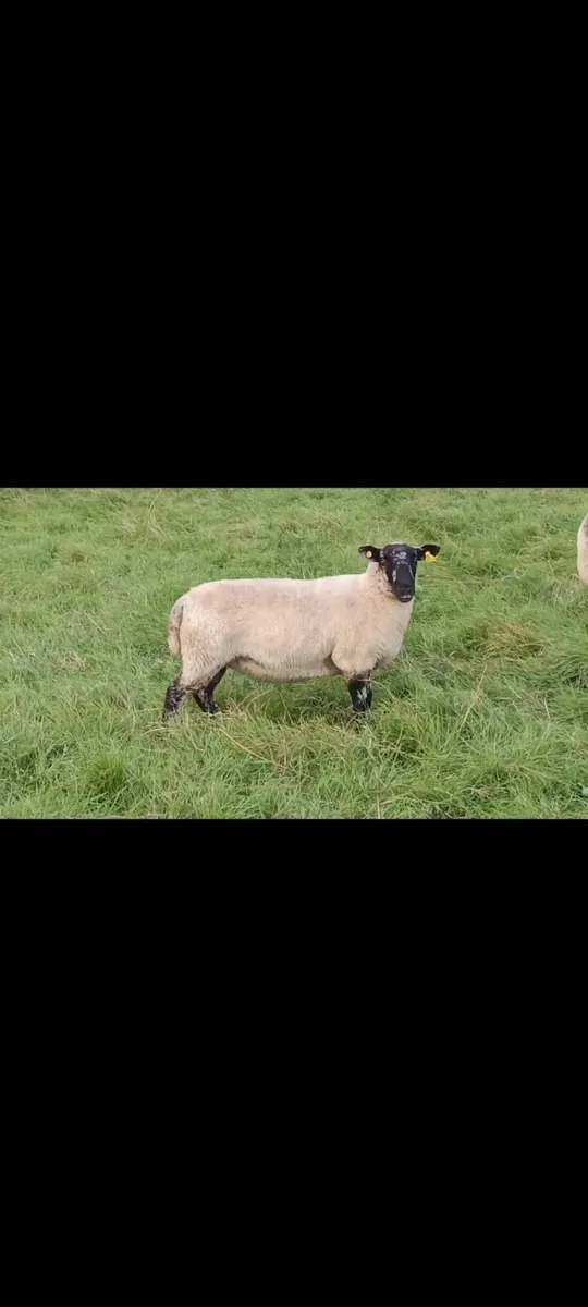 Hogget Ewes - Image 3