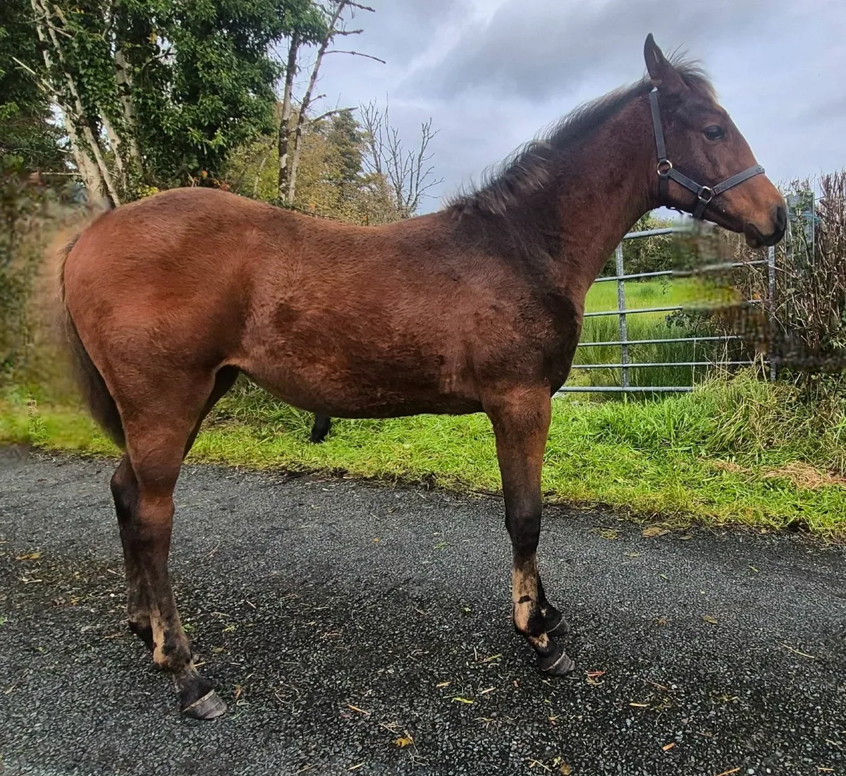 Filly  Foals - Image 3