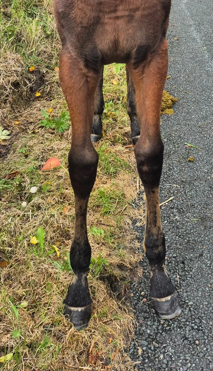 Filly  Foals - Image 4