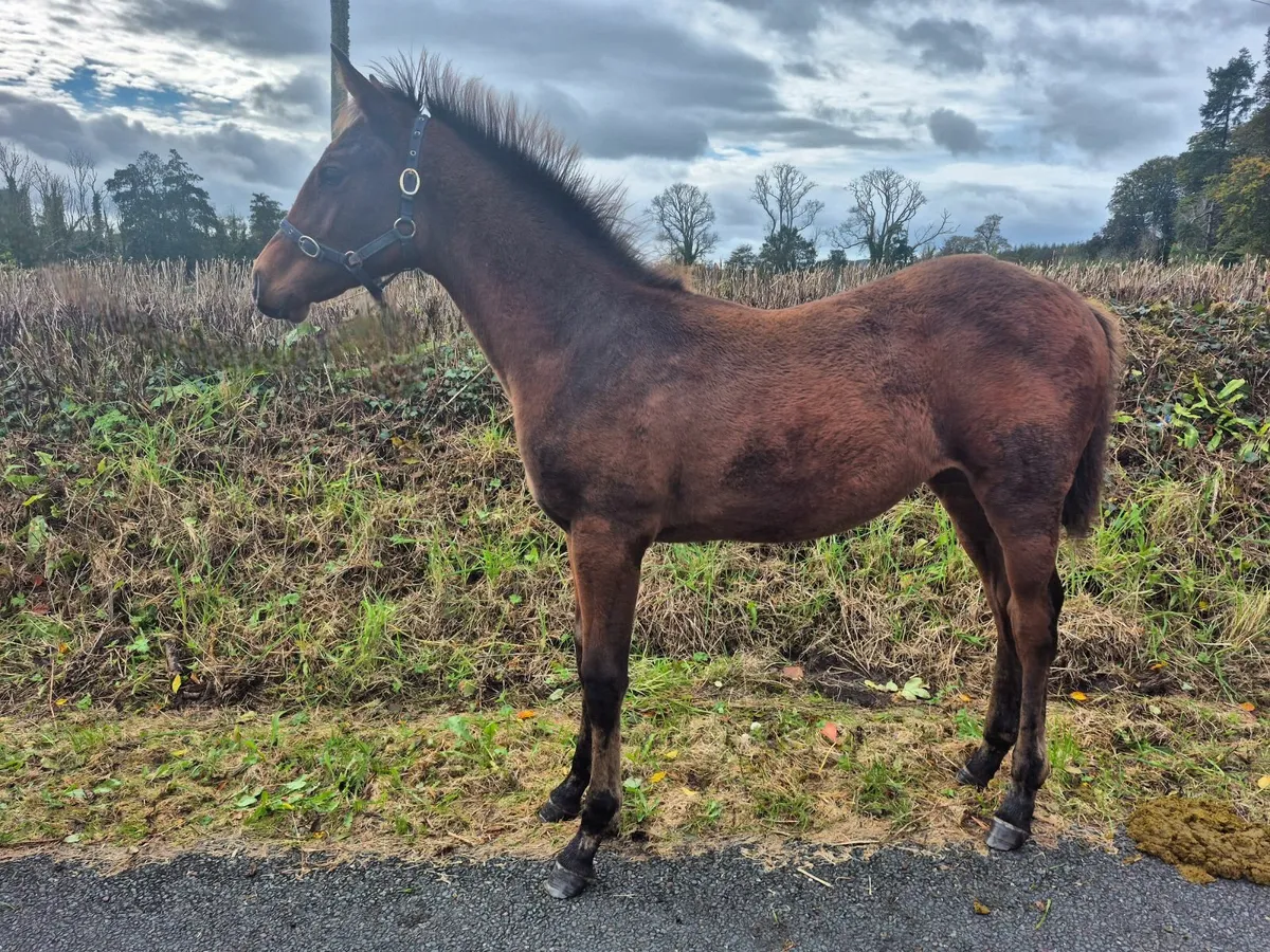 Filly  Foals - Image 1