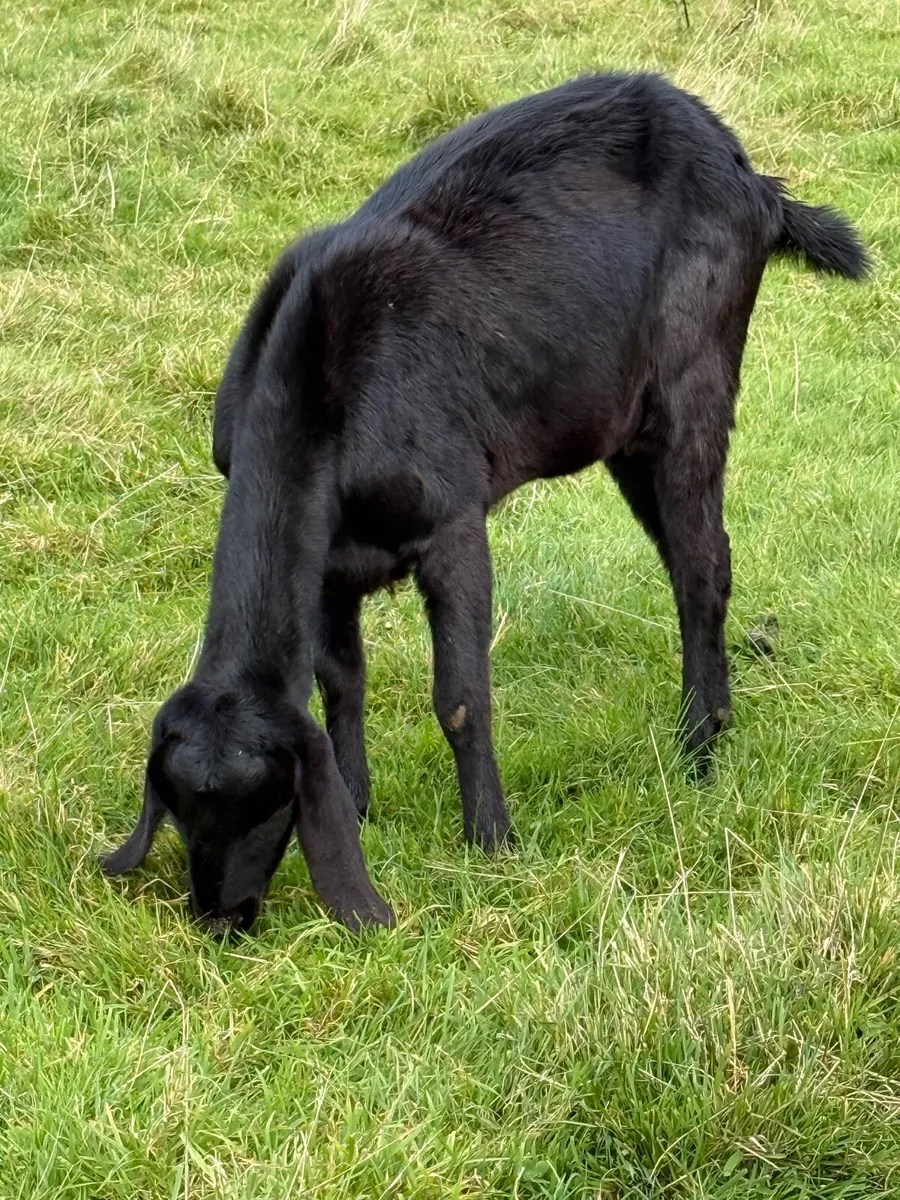 Goats - Image 1
