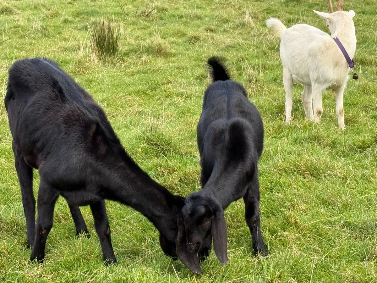 Goats - Image 2