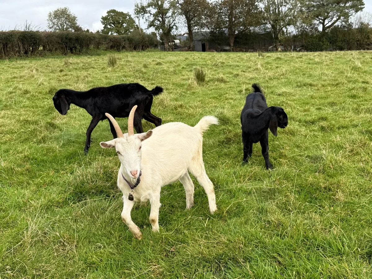 Goats - Image 3