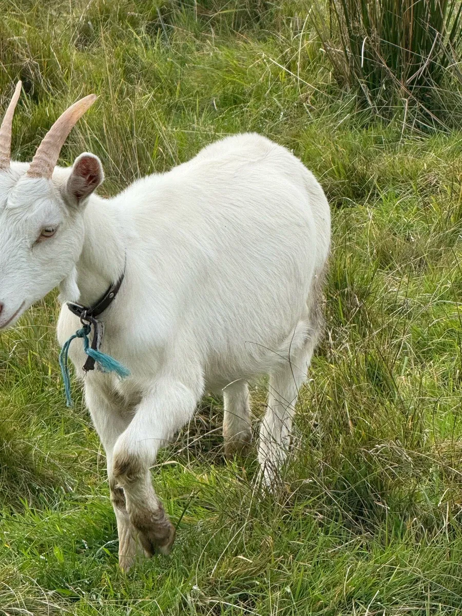 Goats - Image 4
