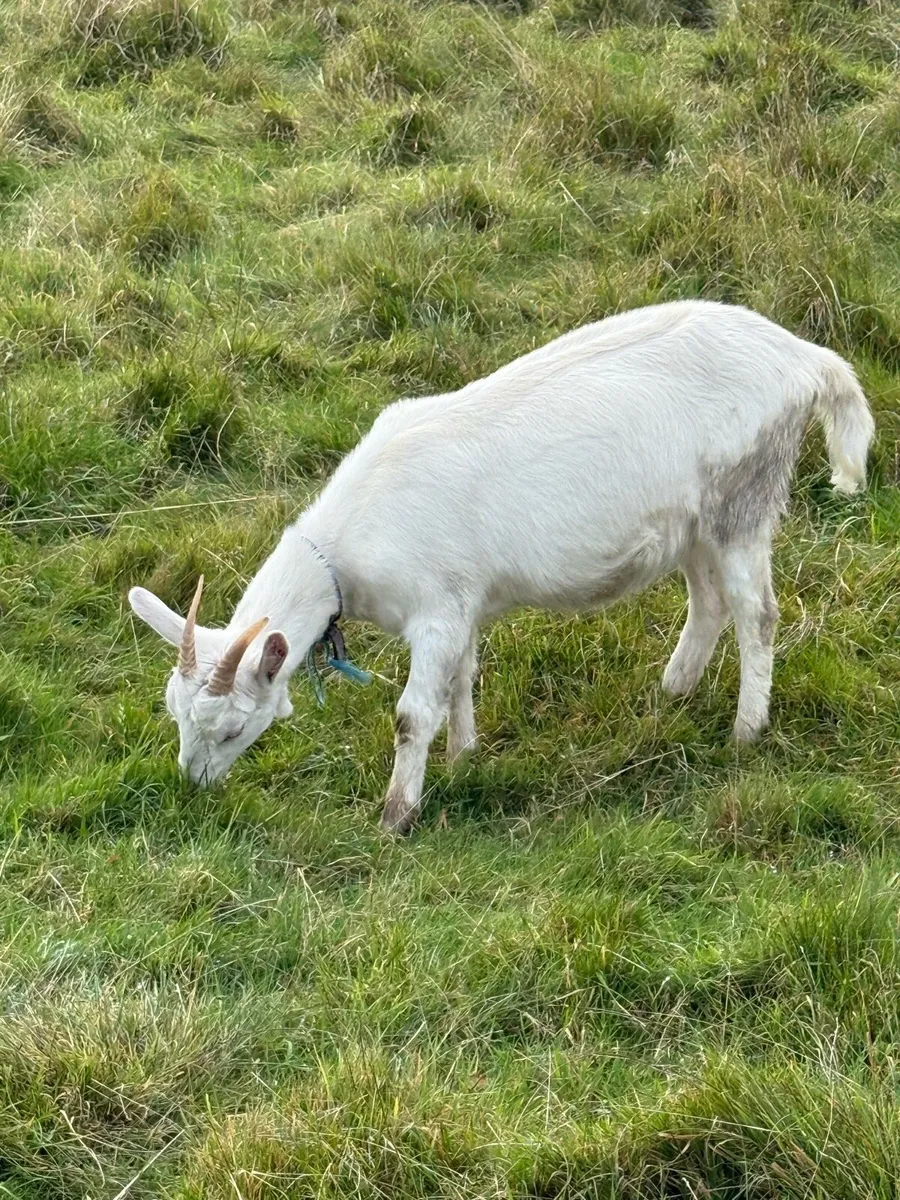 Goats - Image 2
