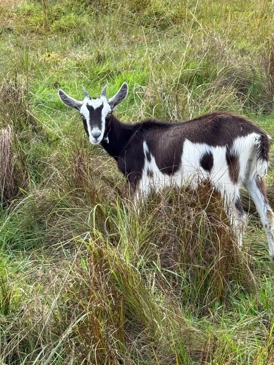 Goats - Image 3